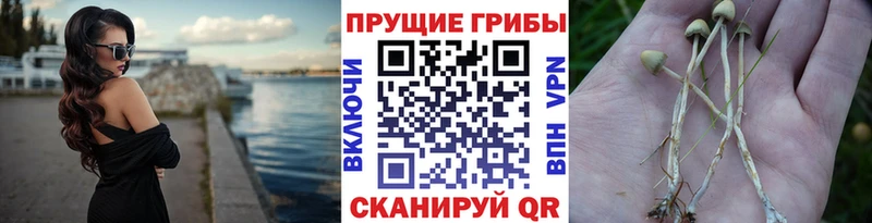 Псилоцибиновые грибы мицелий  Купить  Губкин 